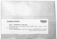 Phyllachora afzeliae image